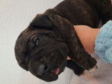 Chiot Cane Corso femelle LOF à vendre