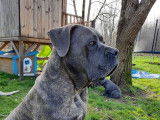 Chiot Cane Corso femelle LOF à vendre