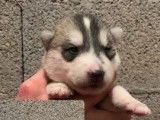À réserver : 7 chiots Huskies Sibériens LOF