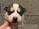 À réserver : 7 chiots Huskies Sibériens LOF