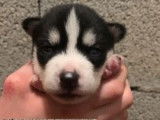 À réserver : 7 chiots Huskies Sibériens LOF
