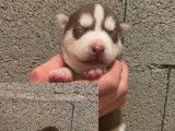 À réserver : 7 chiots Huskies Sibériens LOF