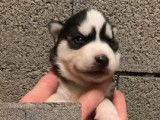 À réserver : 7 chiots Huskies Sibériens LOF