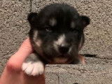 À réserver : 7 chiots Huskies Sibériens LOF