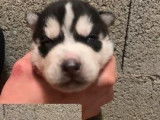 À réserver : 7 chiots Huskies Sibériens LOF