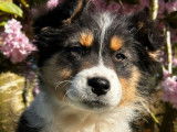 À vendre : 2 chiots femelles Berger Australien LOF