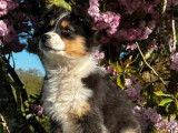 À vendre : 2 chiots femelles Berger Australien LOF