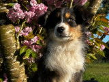 À vendre : 2 chiots femelles Berger Australien LOF