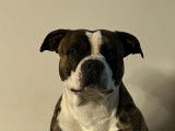 Mâle American Bully disponible pour saillie