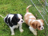 7 chiots Cavalier King Charles LOF &agrave; r&eacute;server