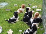 7 chiots Cavalier King Charles LOF &agrave; r&eacute;server