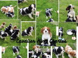 7 chiots Cavalier King Charles LOF &agrave; r&eacute;server