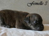 4 chiots Staffordshire Bull Terrier LOF à réserver