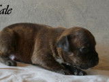 4 chiots Staffordshire Bull Terrier LOF à réserver