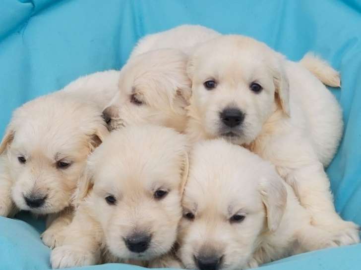 10 Chiots Golden Retriever à réserver