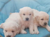 Chiots Golden Retriever à réserver