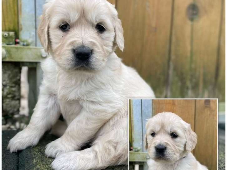 À vendre : chiots Golden Retrievers LOF