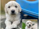 À vendre : chiots Golden Retrievers LOF