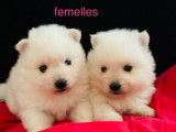 4 chiots Spitz Japonais LOF &agrave; r&eacute;server