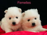 4 chiots Spitz Japonais LOF &agrave; r&eacute;server