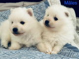 4 chiots Spitz Japonais LOF &agrave; r&eacute;server