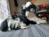 7 chiots Shih-Tzu LOF à réserver