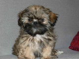 7 chiots Shih-Tzu LOF à réserver