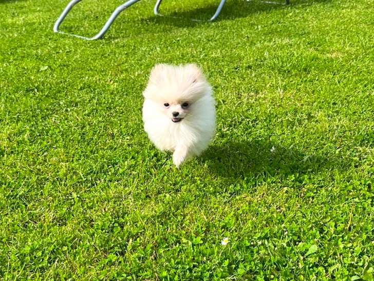 Chiot Loulou de Poméranie à vendre