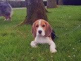 Chiot Beagle tricolore de 5 mois cherche foyer