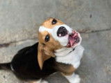 Chiot Beagle tricolore de 5 mois cherche foyer