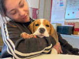 Chiot Beagle tricolore de 5 mois cherche foyer