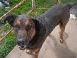 Chien croisé noir et feu de 3 ans cherche famille d'accueil