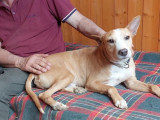 À adopter : chien croisé Podenco Andalou couleur sable d’1 an
