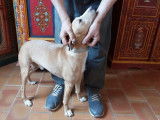À adopter : chien croisé Podenco Andalou couleur sable d’1 an