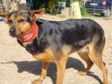 À la recherche d'une famille : chienne croisé fauve de 6 ans