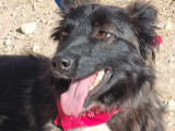 Adoption disponible : chien croisé noir et blanc de 2 ans
