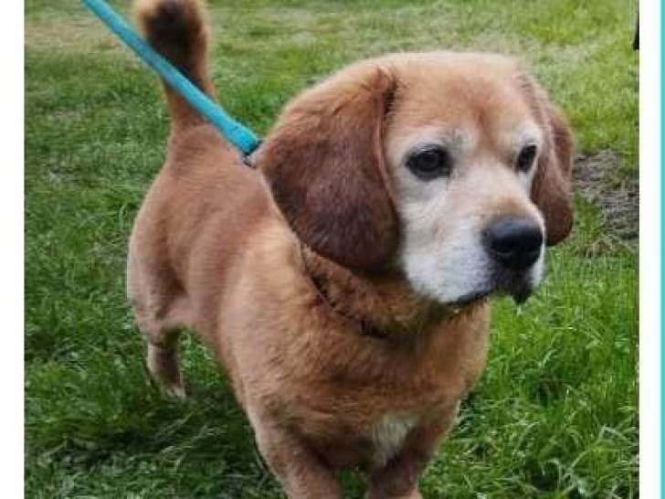 Prêt pour l'adoption : chien fauve âgé de 14 ans
