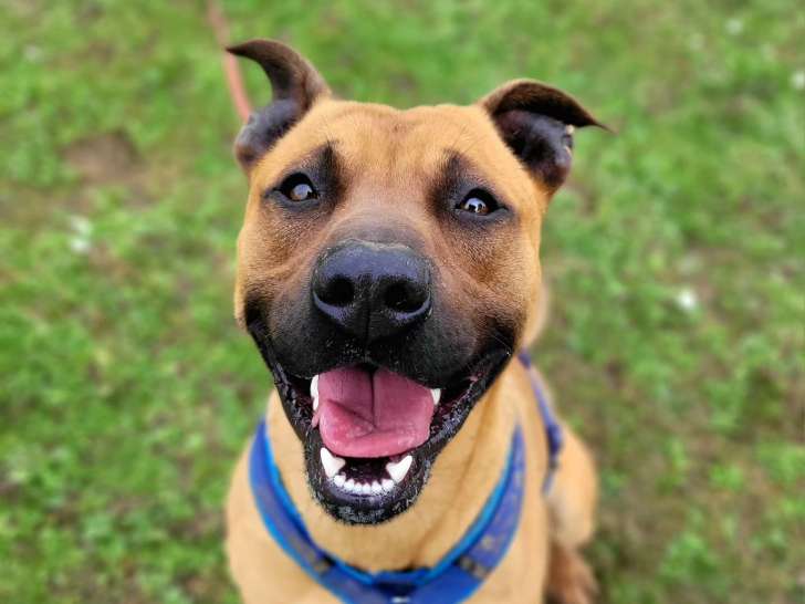 Chien fauve de 2 ans en attente d’un foyer convivial