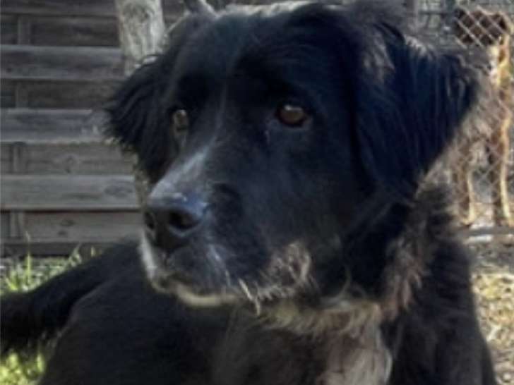 Chienne croisée noire de 7 ans en quête d’une famille