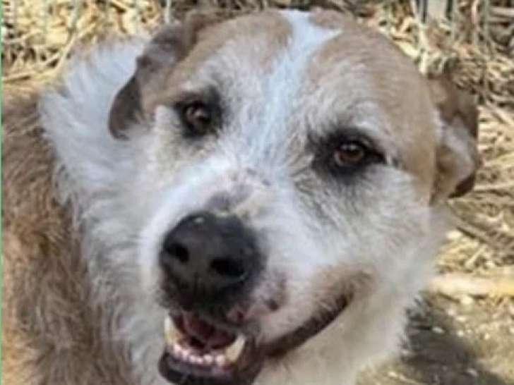 Chien croisé blanc de 7 ans à la recherche d’un foyer