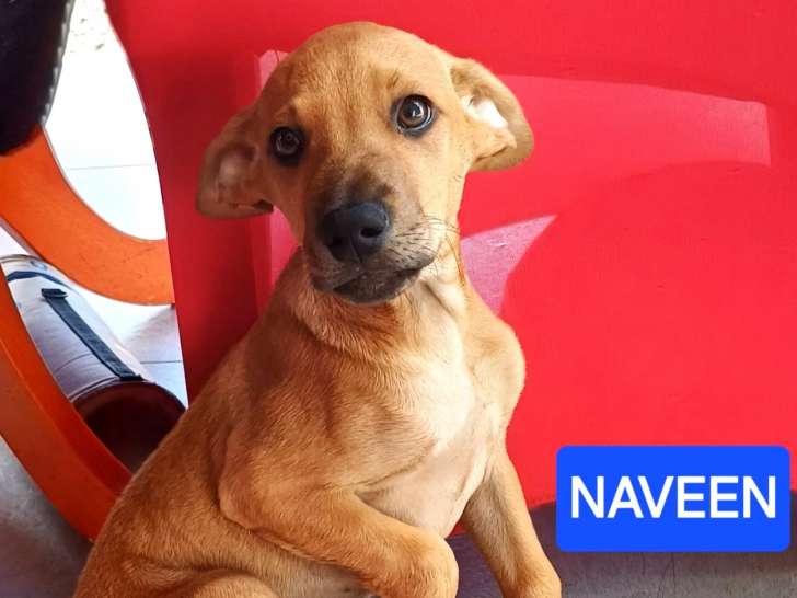 Chiot mâle à la recherche d’un foyer