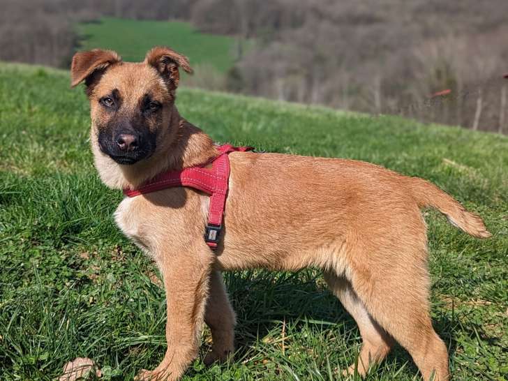 Chiot mâle fauve en quête d’une famille