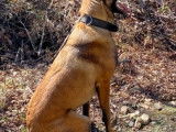 Chien Malinois à donner