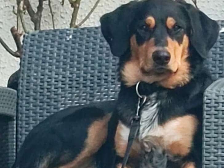 Taco, chien à donner