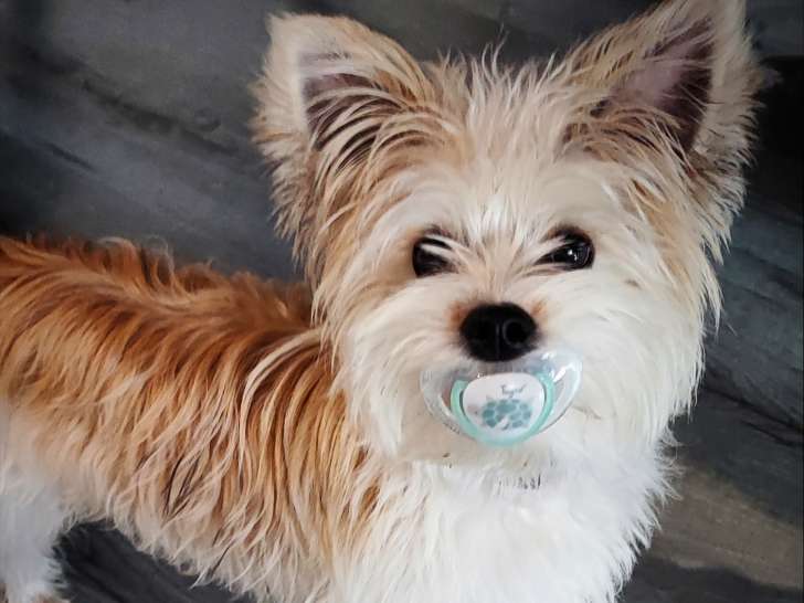 Mâle Morkie disponible pour saillie