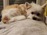 Mâle Morkie disponible pour saillie
