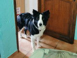 Rox, magnifique femelle Border Collie croisée Berger Australien disponible pour saillie
