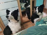 Rox, magnifique femelle Border Collie croisée Berger Australien disponible pour saillie