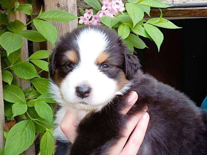 Chiots Berger Australien LOF à vendre