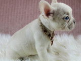 Chiots Bouledogue Français disponible immédiatement